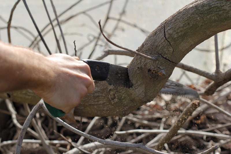 Pruning Advice
