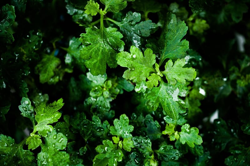 Mugwort